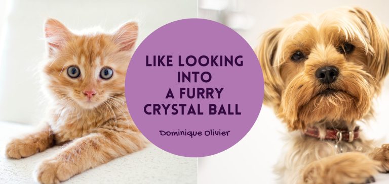 Like looking into a furry crystal ball